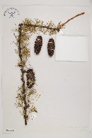 藏品(大果紅杉)的圖片