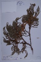 藏品(垂枝香柏)的圖片
