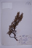 藏品(滇藏方枝柏)的圖片