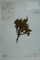 藏品(高山柏)的圖片