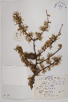 藏品(大果紅杉)的圖片