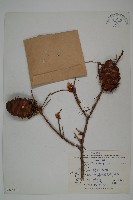 藏品(瀾滄黃杉)的圖片