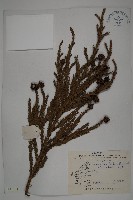 藏品(柳杉)的圖片