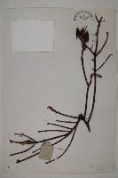 藏品(雲南鐵杉)的圖片