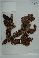 藏品(中甸冷杉)的圖片