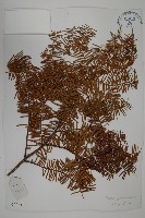 藏品(雲南紅豆杉)的圖片