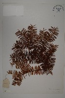 藏品(雲南紅豆杉)的圖片