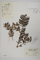 藏品(中國粗榧)的圖片