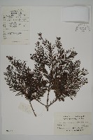 藏品(水杉)的圖片