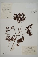 藏品(南方紅豆杉)的圖片