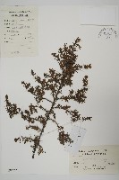 藏品(刺柏)的圖片