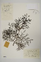 藏品(側柏)的圖片