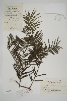 藏品(三尖杉)的圖片