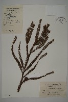 藏品(柳杉)的圖片