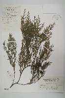 藏品(柏木、柏樹)的圖片