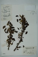 藏品(銀杏)的圖片