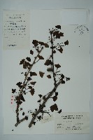 藏品(銀杏)的圖片