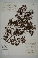 藏品(南方紅豆杉)的圖片