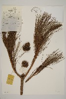 藏品(臺灣二葉松)的圖片