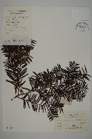 藏品(南方紅豆杉)的圖片