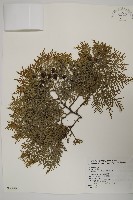 藏品(側柏)的圖片