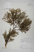 藏品(臺灣扁柏)的圖片