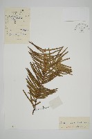 藏品(三尖杉)的圖片