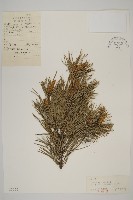 藏品(獐子松)的圖片