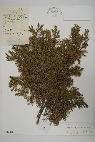 藏品(杜松)的圖片