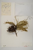藏品(剛葉松、直立松)的圖片