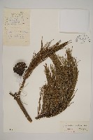 藏品(油松)的圖片