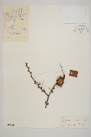 藏品(日本落葉松)的圖片