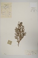 藏品(側柏)的圖片