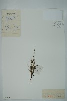 藏品(草麻黃)的圖片