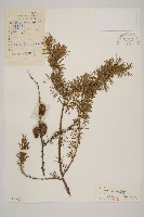 藏品(長白落葉松)的圖片