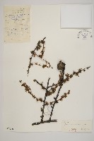 藏品(長白落葉松)的圖片