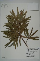 藏品(大葉羅漢松)的圖片