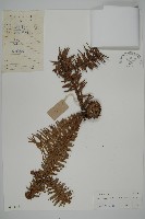 藏品(杉木)的圖片