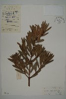 藏品(大葉羅漢松)的圖片