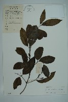 藏品(買麻藤)的圖片