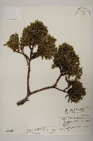 藏品(香青)的圖片