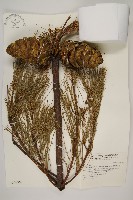 藏品(臺灣華山松)的圖片