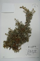 藏品(刺柏)的圖片