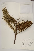 藏品(臺灣華山松)的圖片