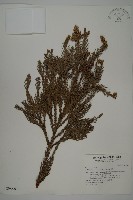 藏品(柳杉)的圖片