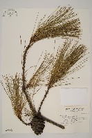 藏品(臺灣二葉松)的圖片