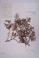 藏品(翠柏)的圖片