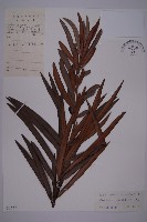 藏品(百日青)的圖片