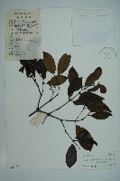 藏品(小葉買麻藤)的圖片