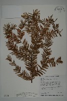 藏品(臺灣紅豆杉、紫杉、南方紅豆杉)的圖片